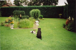 hond.jpg